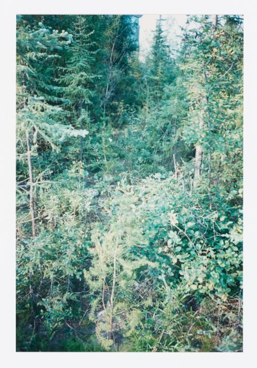 A snapshot from a walk around the Northwest Territories Legislative Assembly Building, Yellowknife, with landscape architecture by Cornelia Hahn Oberlander