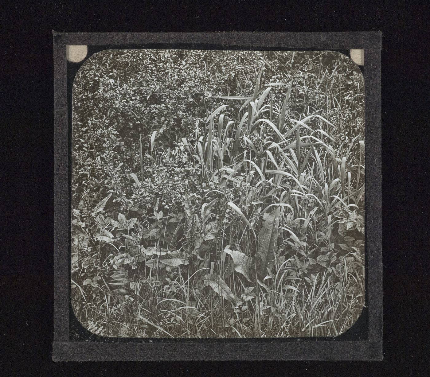 Detail view of hedge