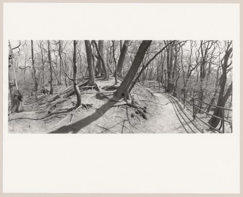 The Ramble Central Park, New York City, New York