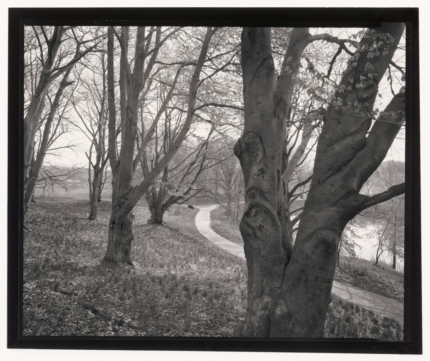 Beach tree near Scarboro Pond, Franklin Park, Boston, Massachusetts