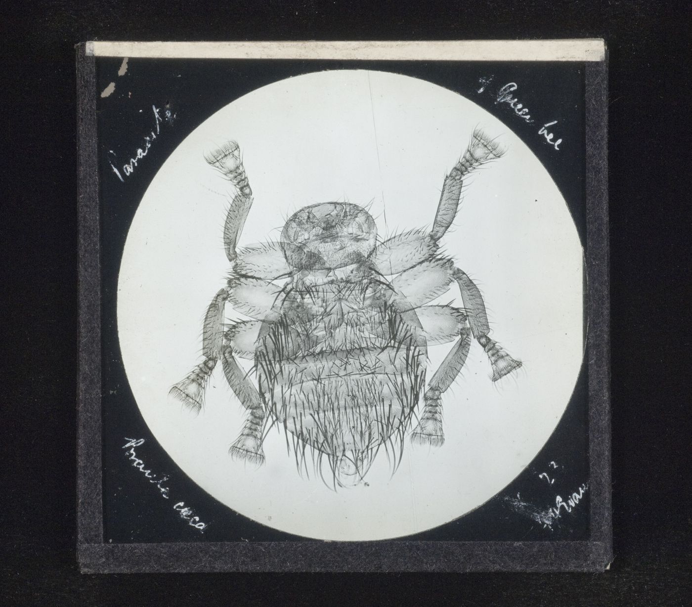 Photomicrograph of parasite of green bee