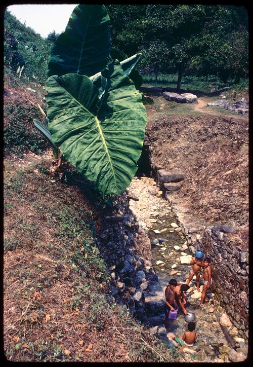 Close-up of giant plant, Mexico