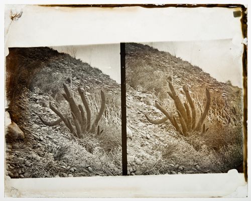 Stereograph of a Golden Spined Cereus cactus, California, United States of America