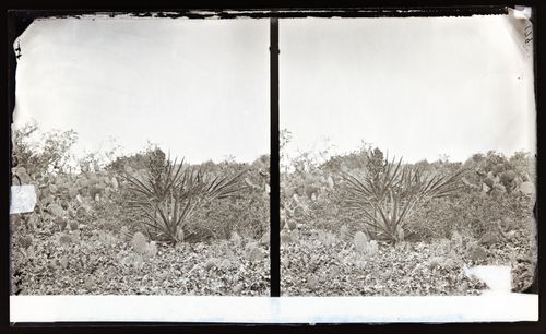 Stereograph of bayonet cactus San Diego, California, United States of America