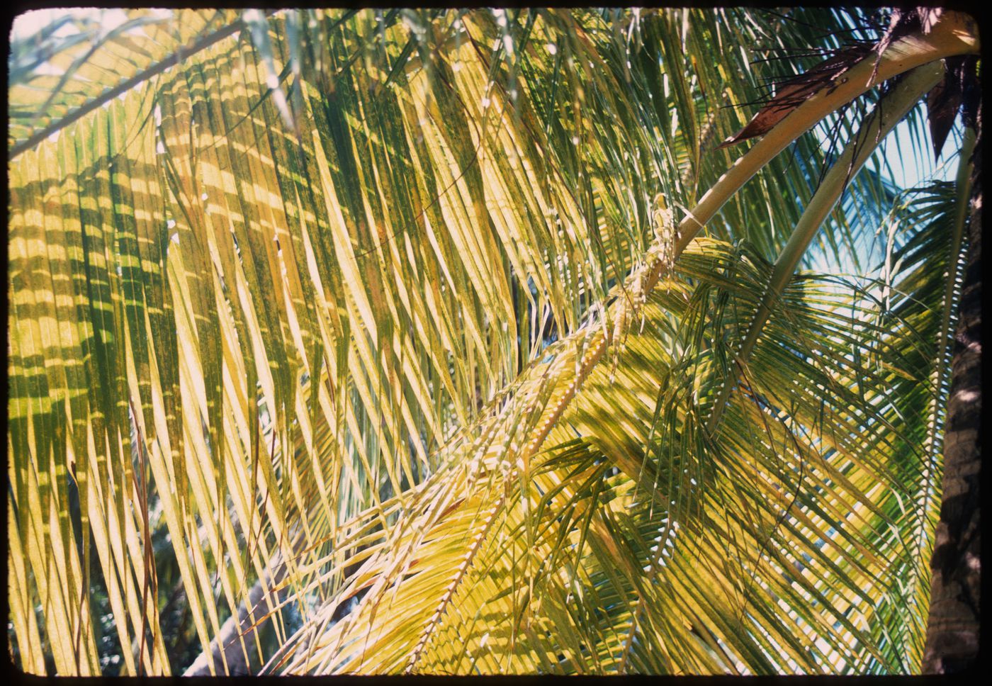 Palm trees, Jamaica