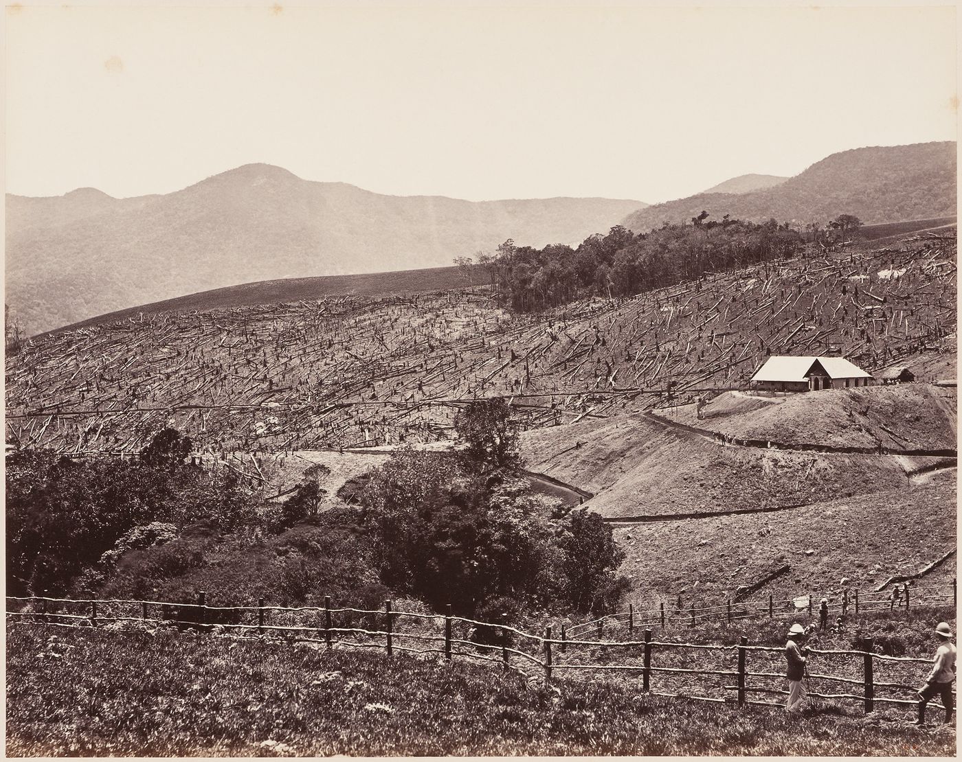View of a plantation with a fence in the foreground, Ceylon (now Sri Lanka)