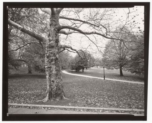 View of the East Meadow, Central Park, New York City, New York