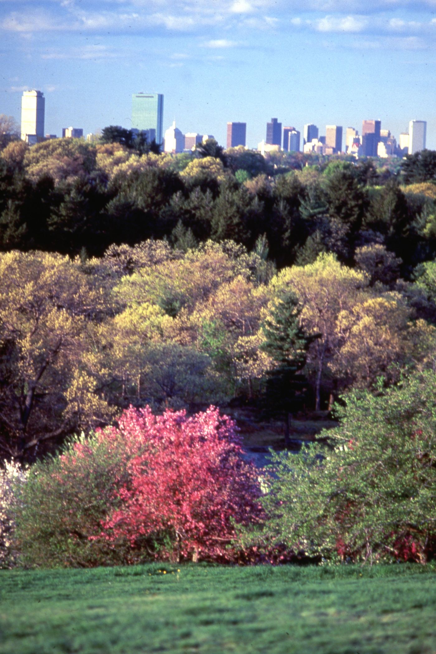 Photograph of a park with city skyline for research for Olmsted: L'origine del parco urbano e del parco naturale contemporaneo