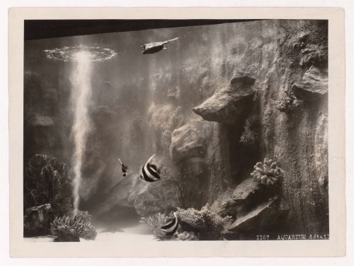 View of fish in an aquarium, Aquarium, 1937 Exposition internationale, Paris, France