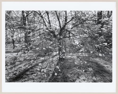 Flowering [...], The Arnold Arboretum in bloom, Boston, Massachusetts