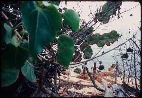 Plants and children by the beach, Jamaica