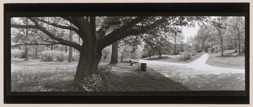 Arnold Arboretum, Boston, Massachusetts