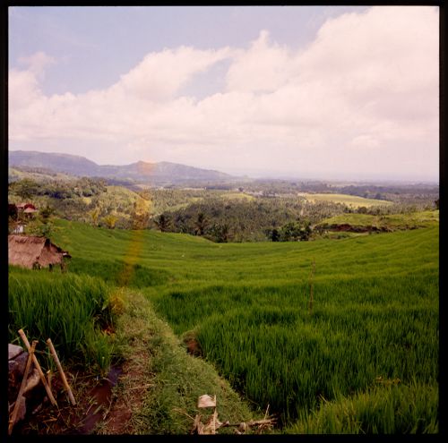 View of terraced rice field, Bali, Indonesia