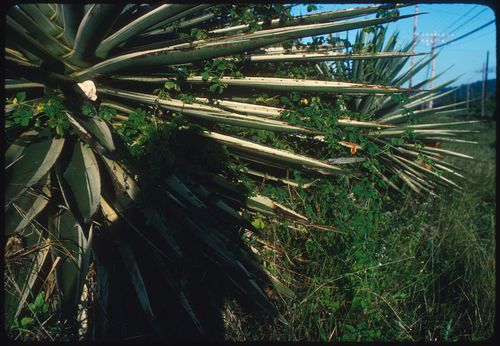 Close up of plants, Jamaica