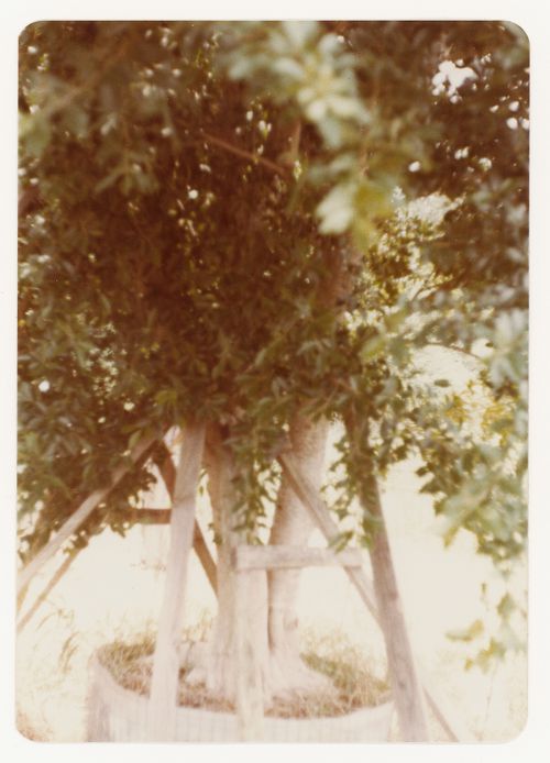 Trees (ficus) for garden court landscape for Bank of Canada Building, Ottawa, Ontario