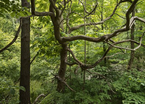 An Enduring Wilderness: Catalpa tree, Sunnydene Park, Toronto