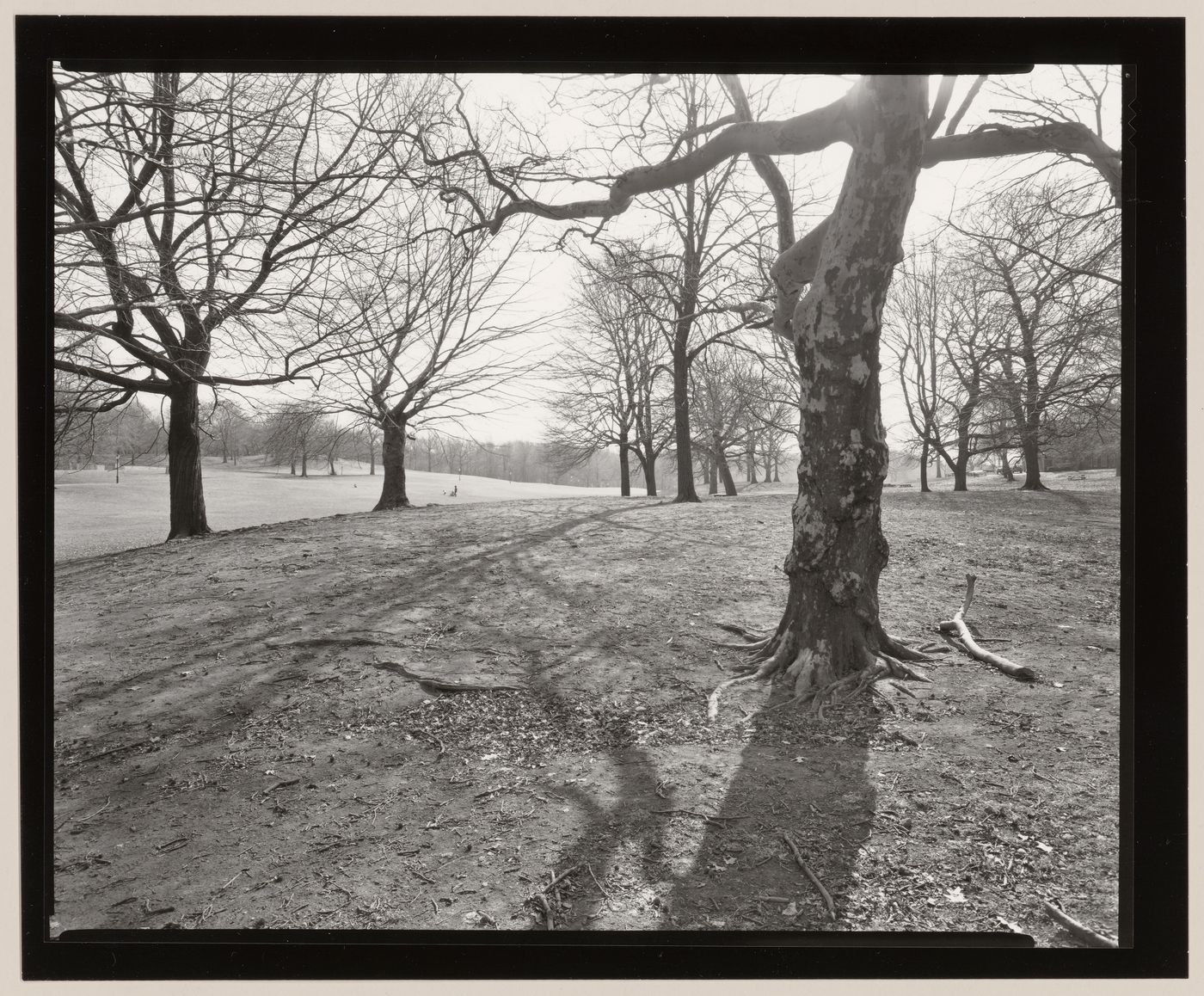 Long Meadow, Prospect Park, Brooklyn, New York City, New York