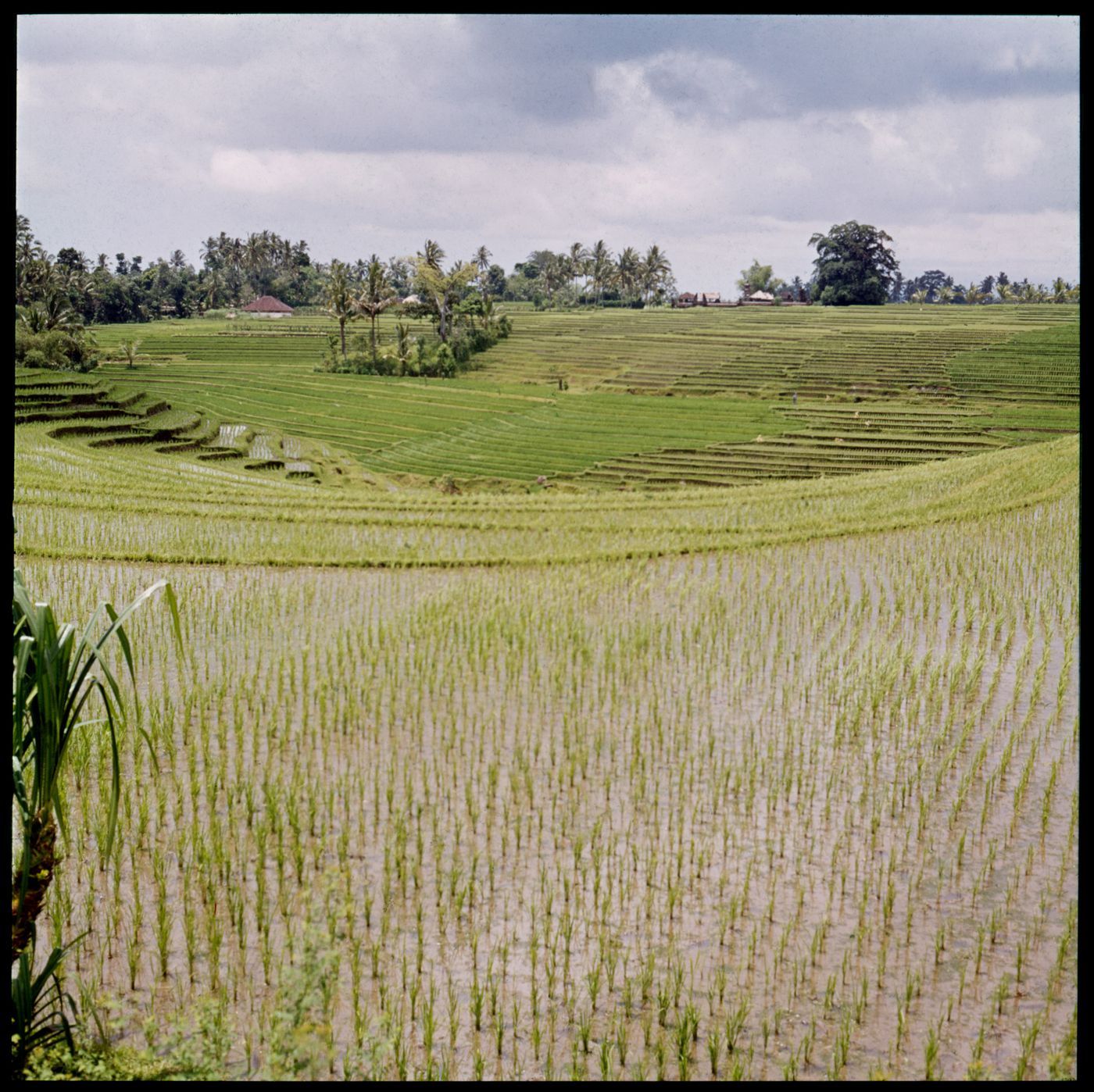 View of rice field, Bali, Indonesia