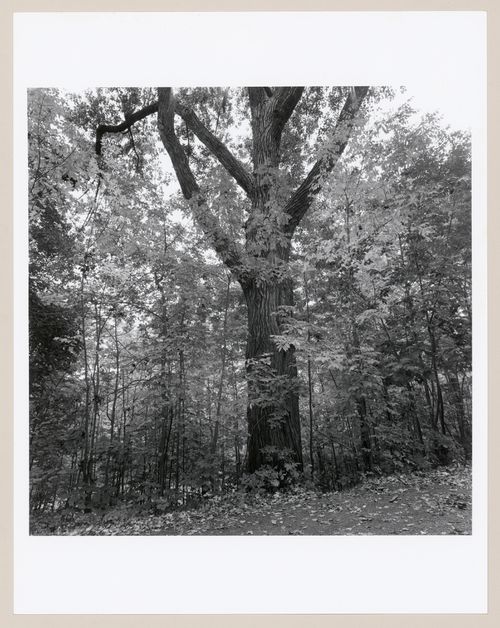 Mount Royal, Montréal, Québec