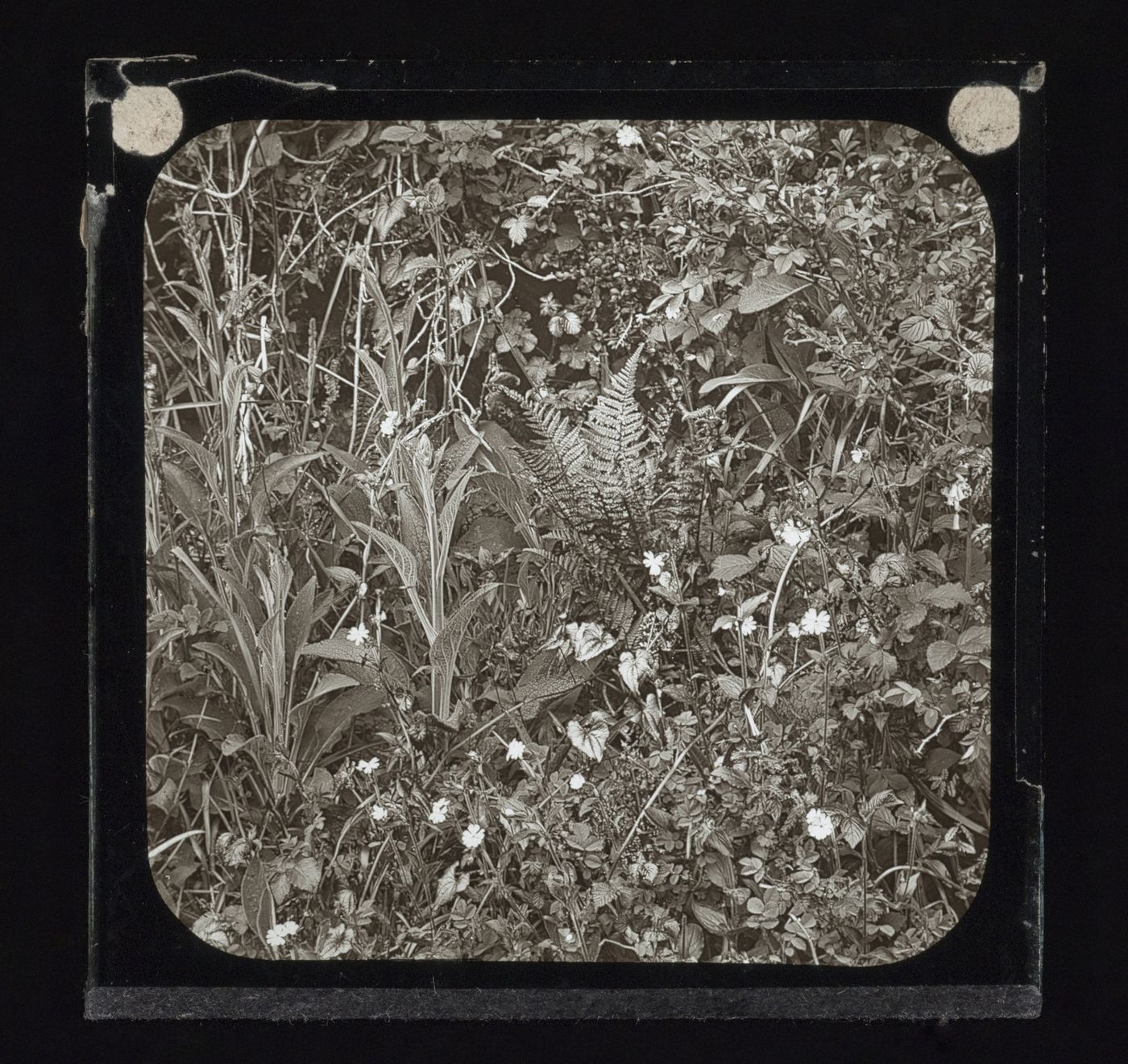 Detail view of hedge