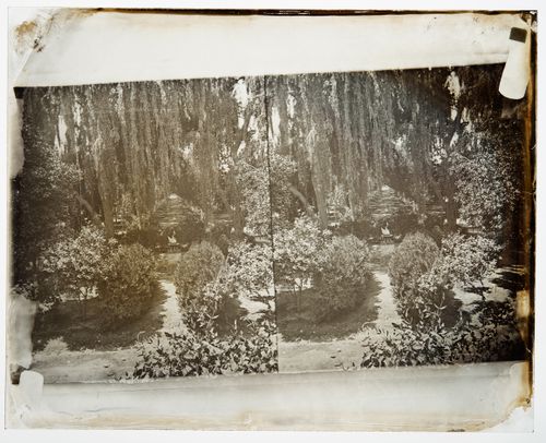 Stereograph of Los Angeles garden with sculpture of a white swan on a pedestal, California, United States of America
