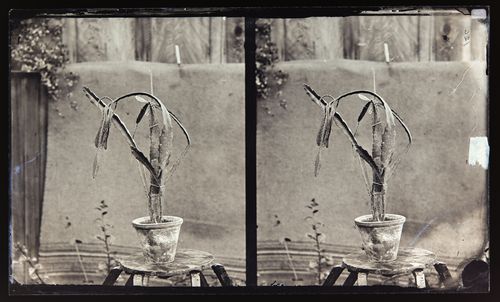 Stereograph of cactus (possibly) a night-blooming Cereus, California, United States of America