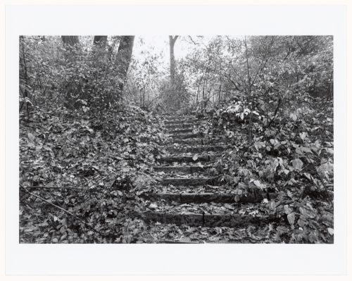 Staircase, the wilderness, Franklin Park, Boston, Massachusetts