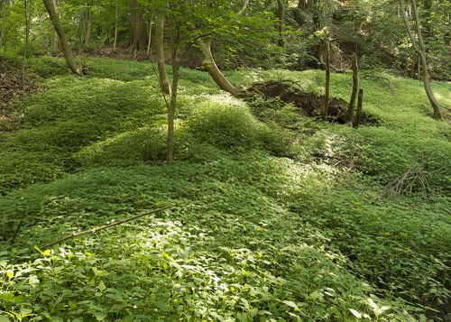 An Enduring Wilderness: Nordheimer Ravine, Toronto