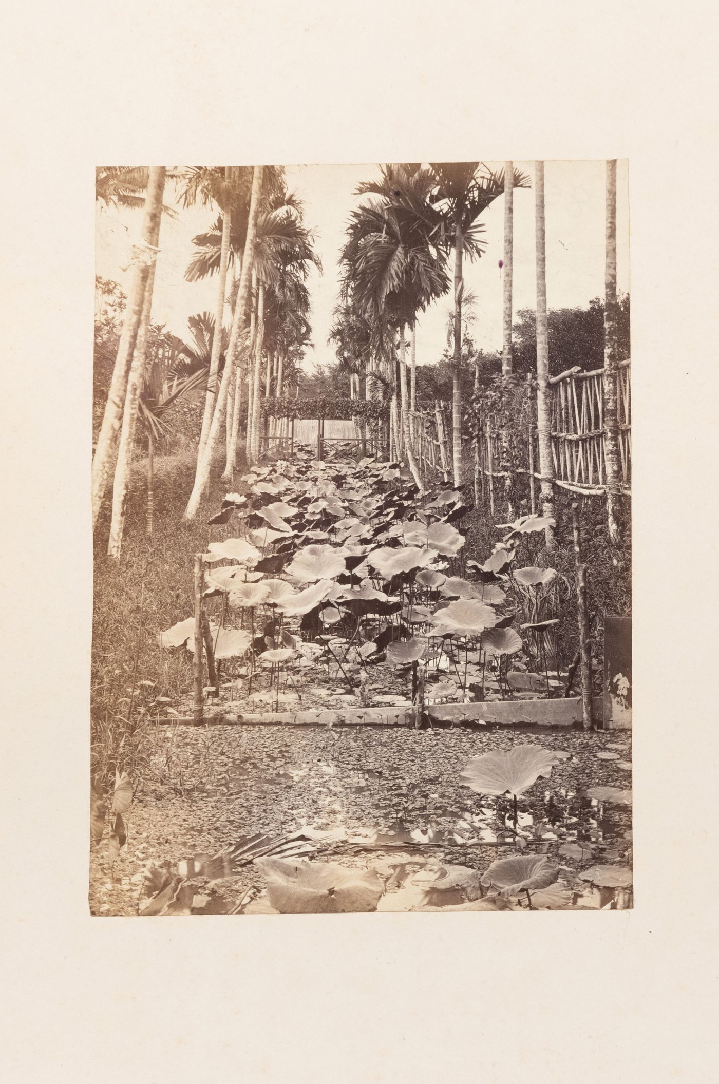 View of water plants, trees and fences, Penang (now Pinang, Malaysia)