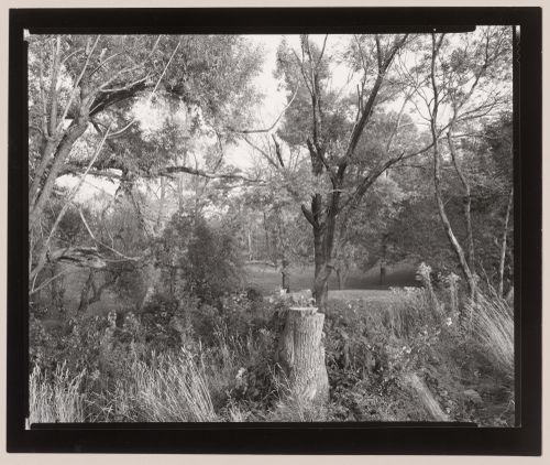 Looking towards skating pond, Highland Park, Rochester, New York