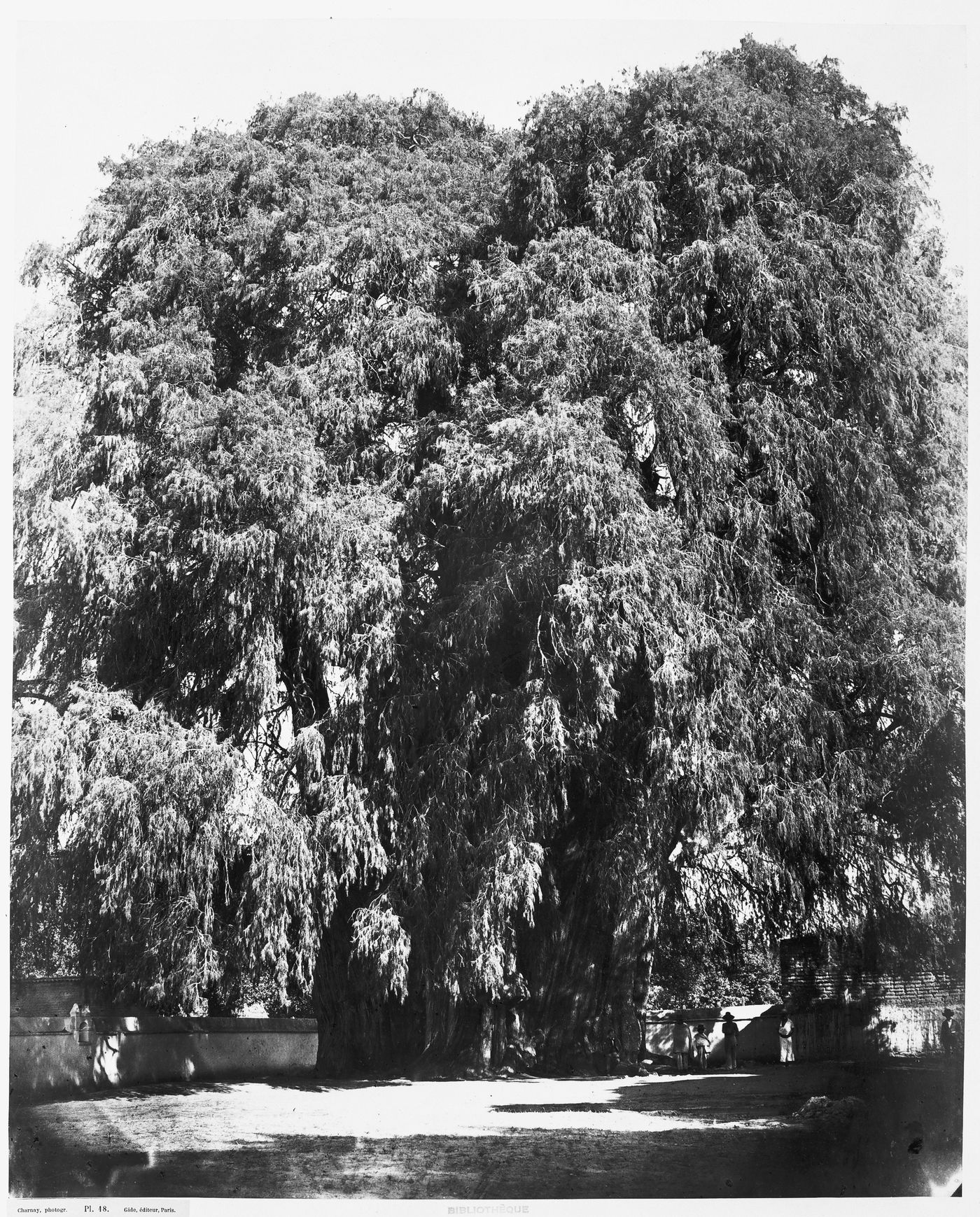 View of the Arbol del Tule [tree of Tule] located in the town churchyard, Santa María del Tule, Mexico