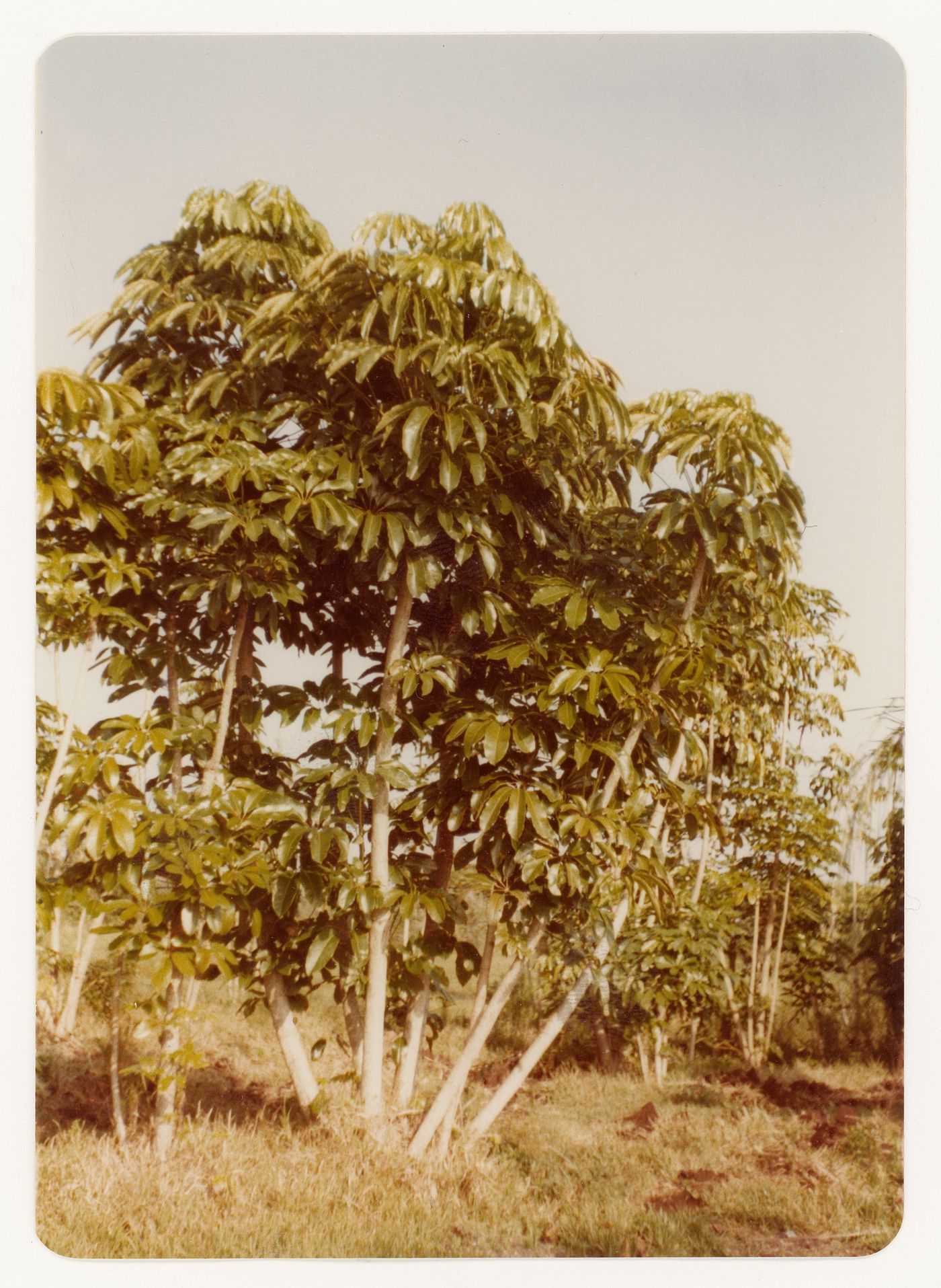 Trees (schefflera) for garden court landscape for Bank of Canada Building, Ottawa, Ontario