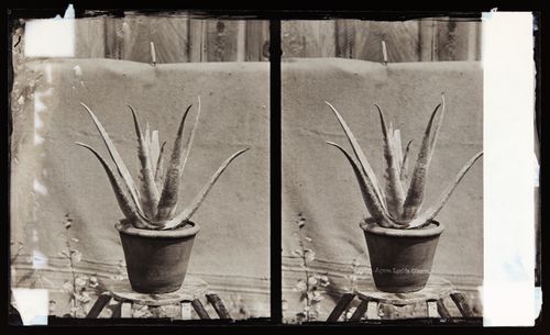 Stereograph of Aloe Vera plant, California, United States of America