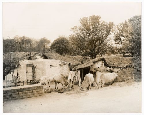 Photograph of Indian village likely near Chandigarh, India