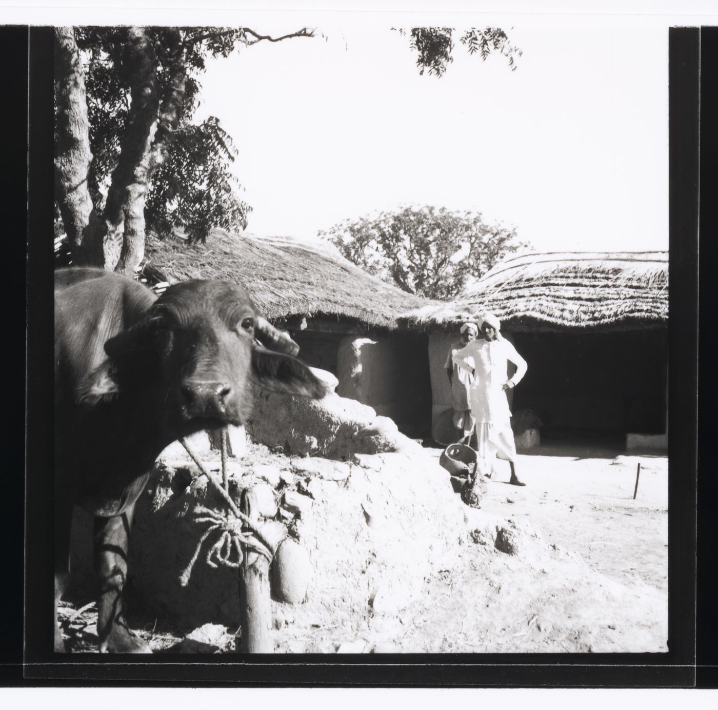 Two men standing in front of a house with cow in the foreground in Chandidargh's area before the construction, India