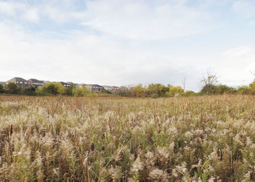 An Enduring Wilderness: Humber Arboretum, Toronto