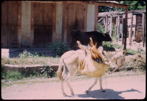 Donkey and bull, Haiti