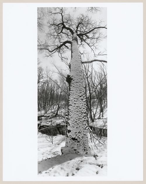 Central Park, New York, New York