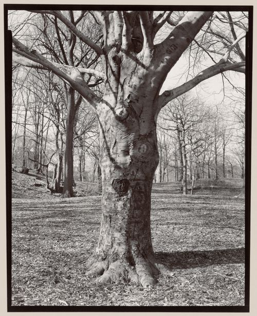 Beech Tree, Prospect Park, Brooklyn, New York City, New York