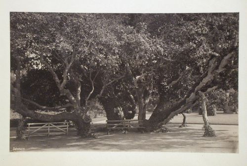 View of walkway, benches and trees, California [?]