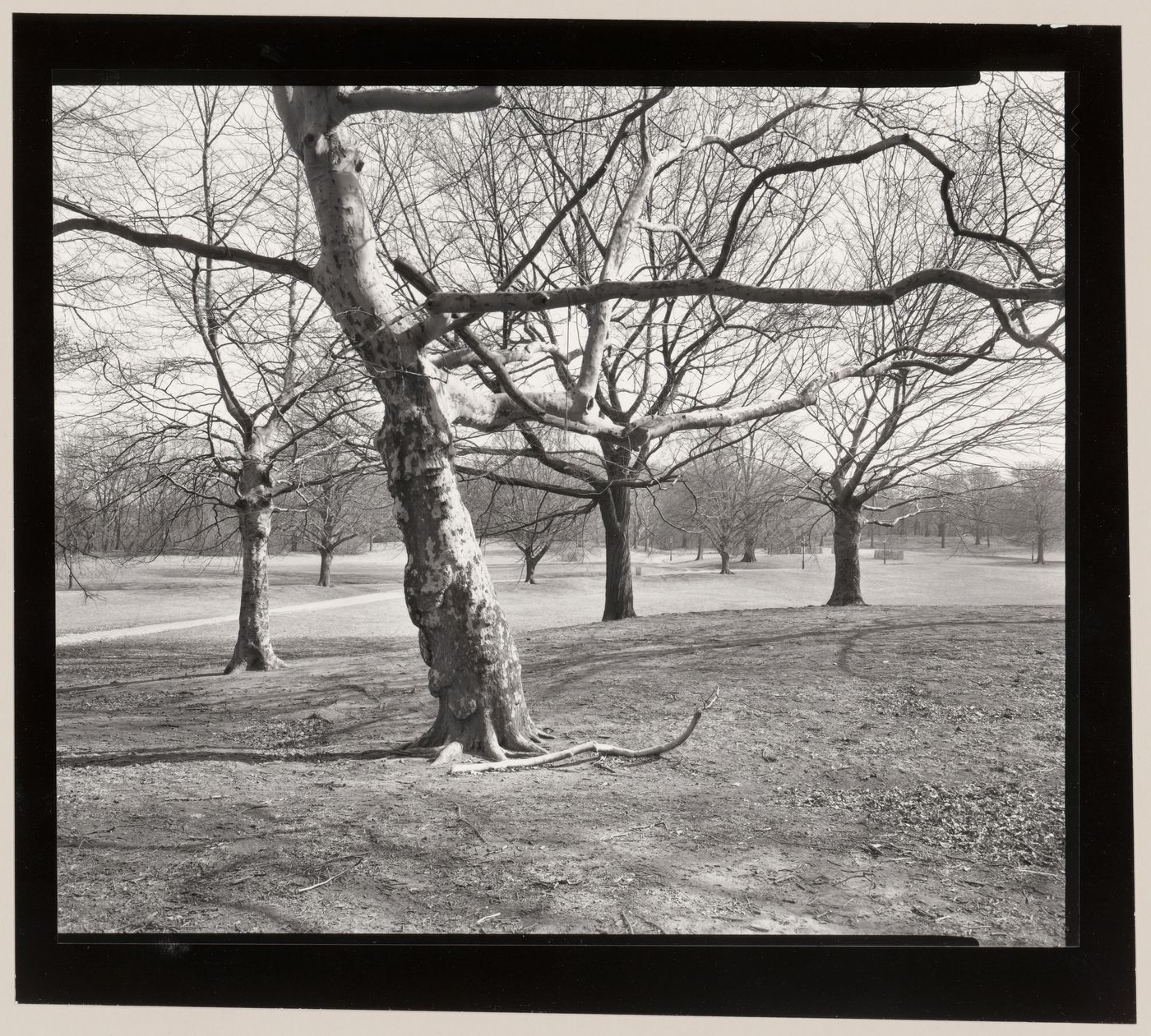 Long Meadow, Prospect Park, Brooklyn, New York City, New York