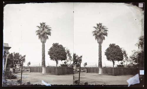 Stereograph of a date palm, California, United States of America