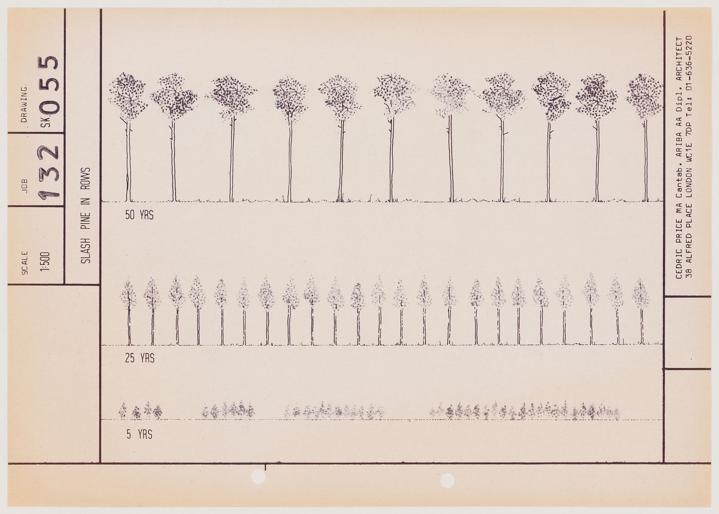 Generator: Slash pine in rows showing growth of trees