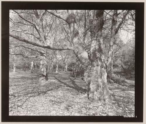 Sycamore, just east of the Ramble, Central Park, Manhattan, New York City, New York