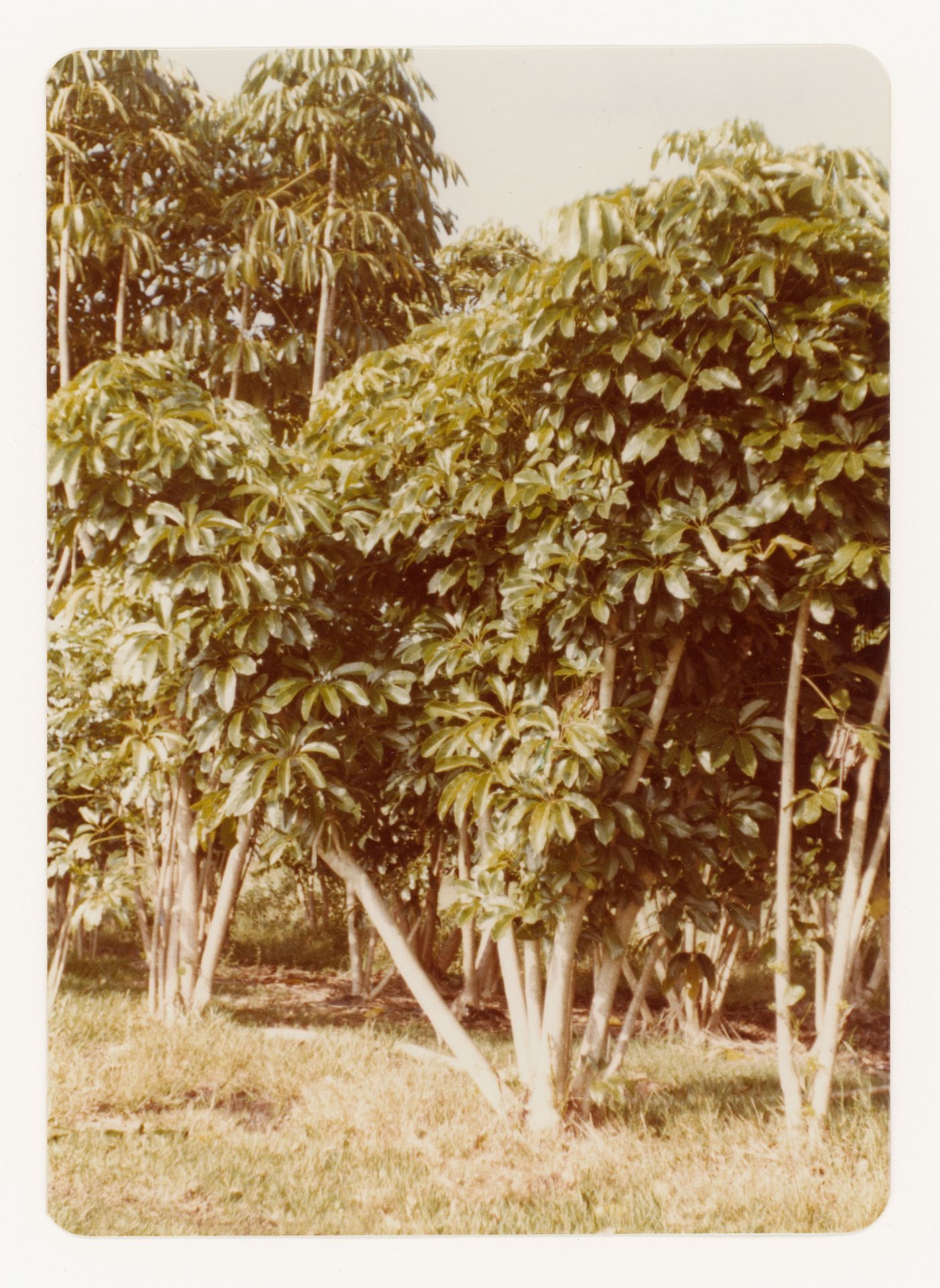 Trees (schefflera) for garden court landscape for Bank of Canada Building, Ottawa, Ontario