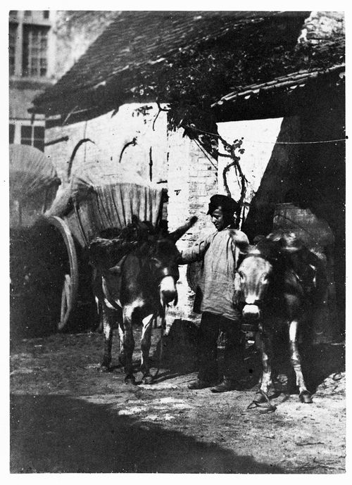 A boy with two donkeys in a courtyard of an inn, France
