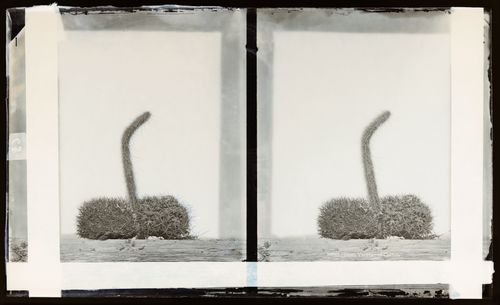 Stereograph of three varieties of cacti, California, United States of America