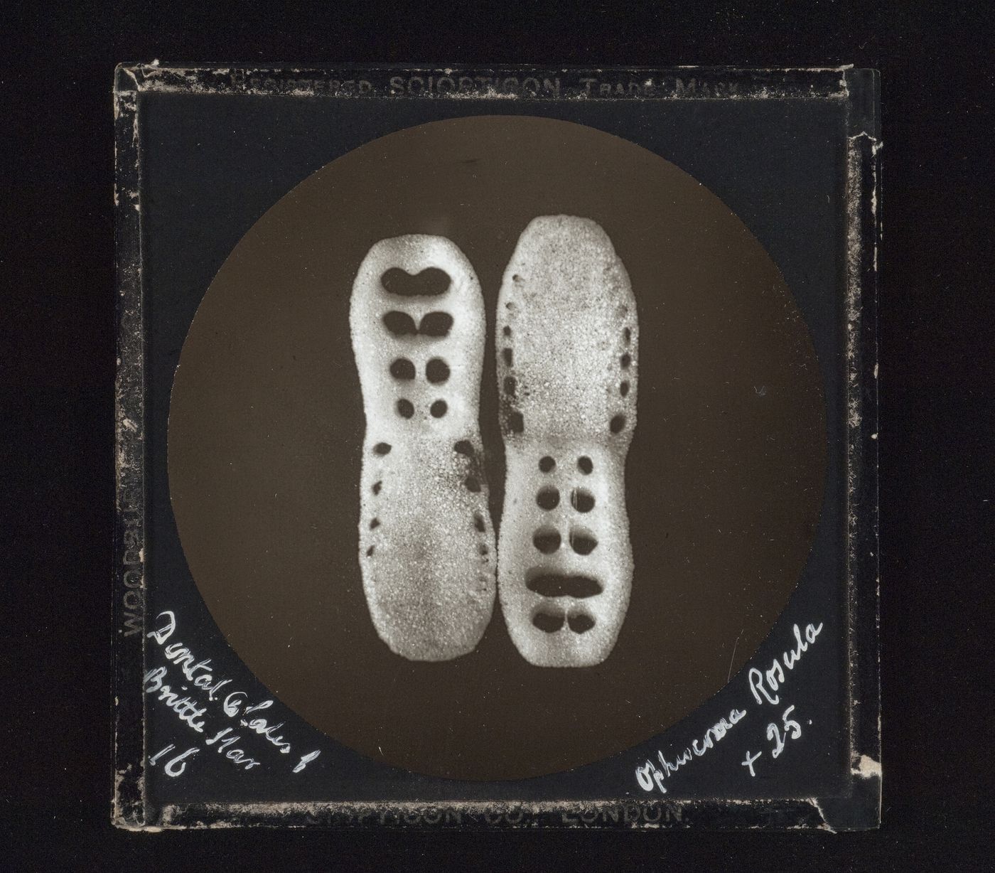 Unidentified photomicrograph