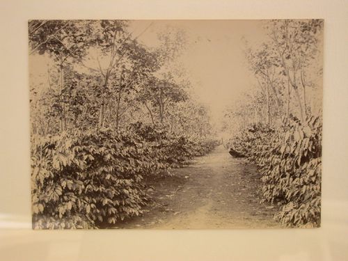 View of a path through a plantation [?]