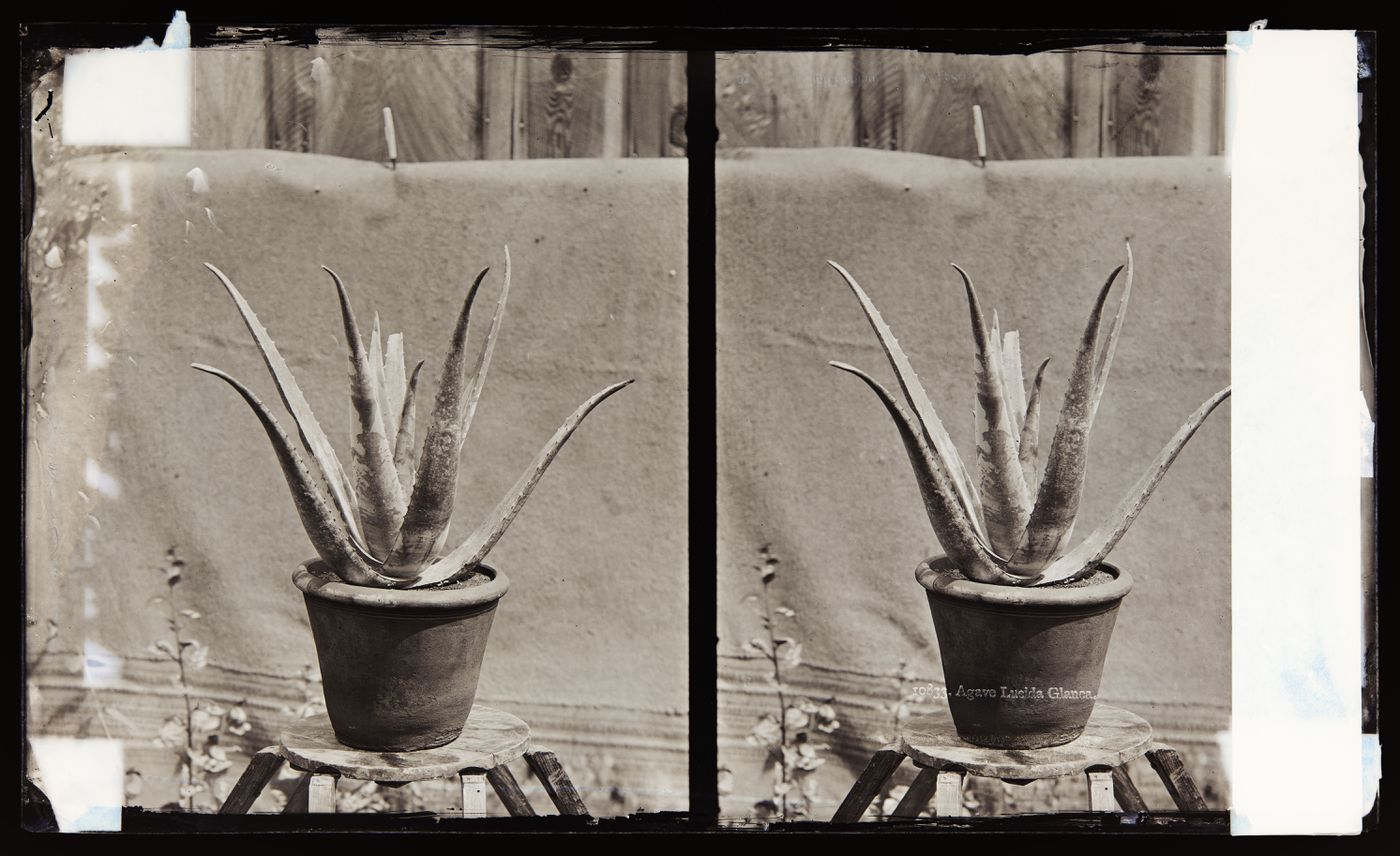 Stereograph of Aloe Vera plant, California, United States of America